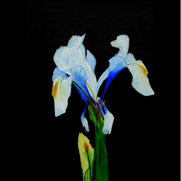 iris prismacolor