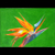 bird of paradise prismacolor